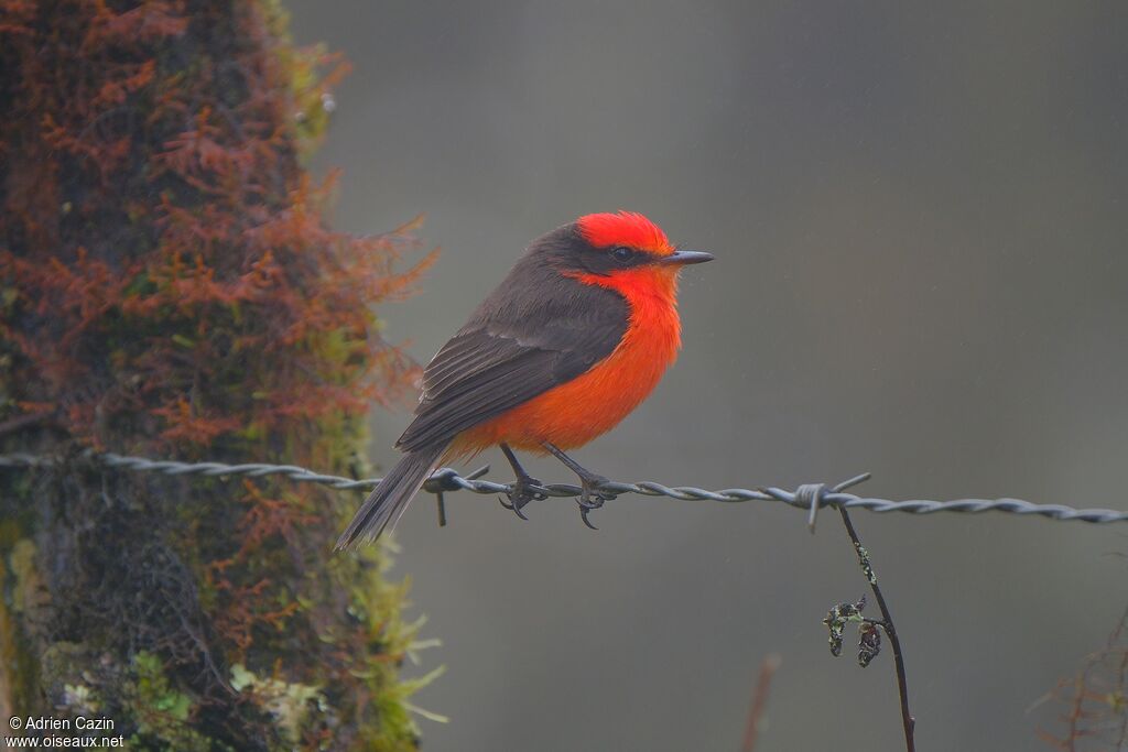 Darwin's Flycatcher male adult