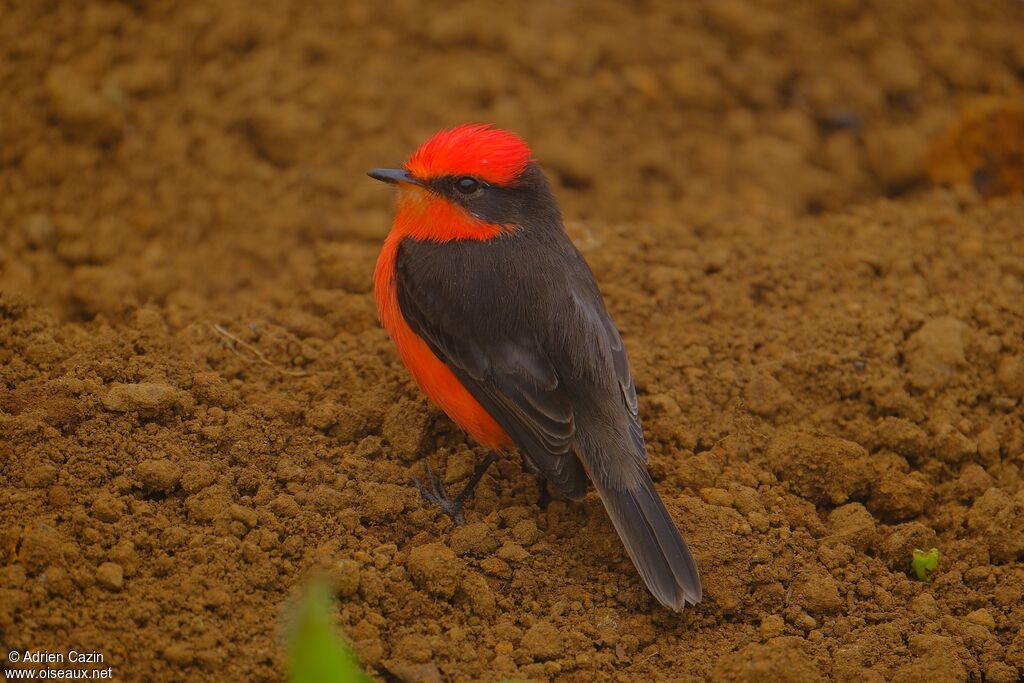 Darwin's Flycatcher male adult, walking