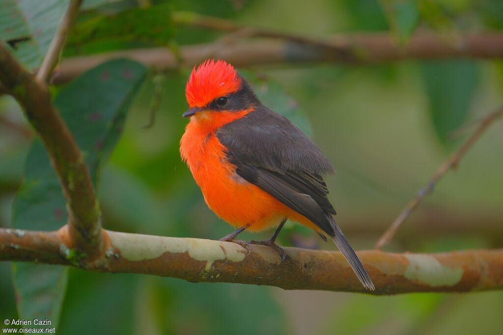 Darwin's Flycatcher male adult, identification
