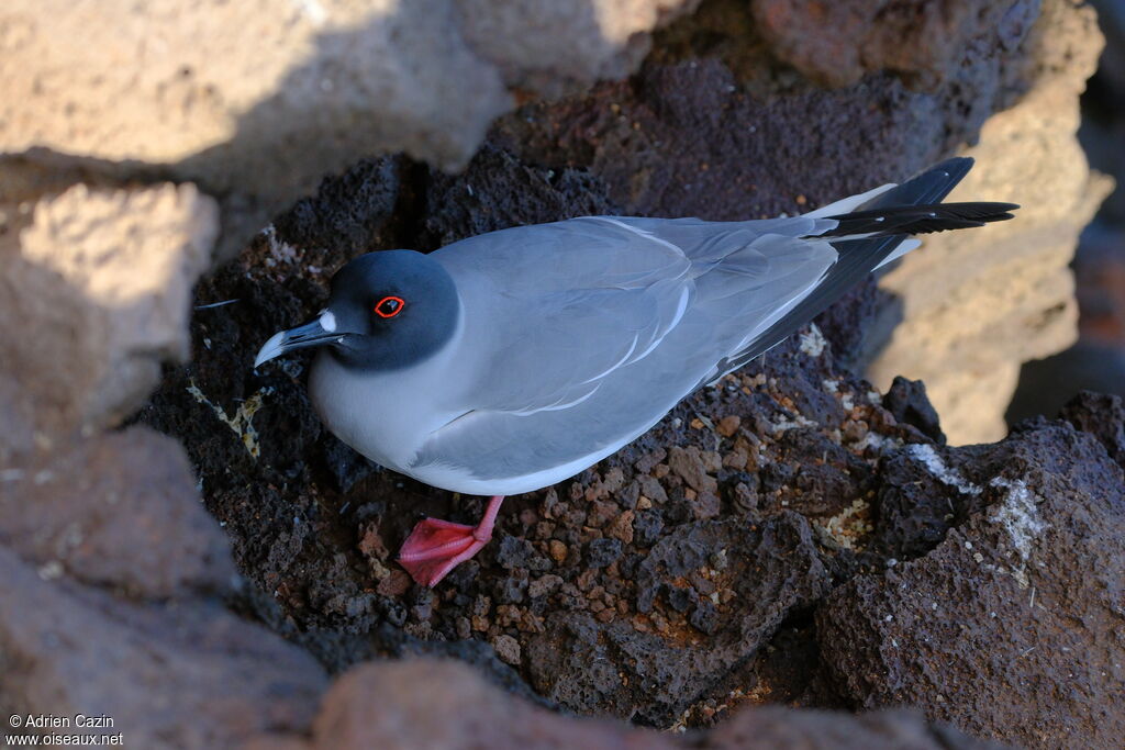 Mouette à queue fourchueadulte, identification