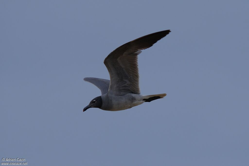 Mouette obscureadulte, Vol