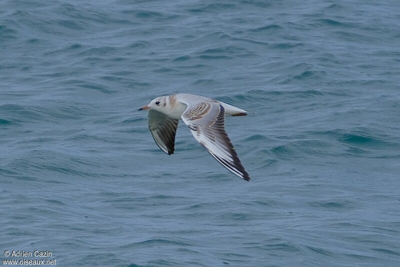 Mouette rieuseimmature