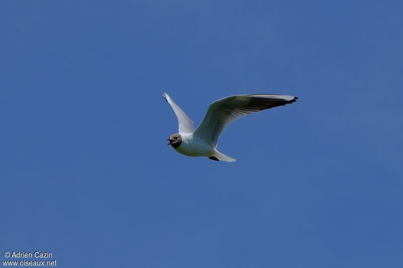 Black-headed Gulladult breeding, Flight, song