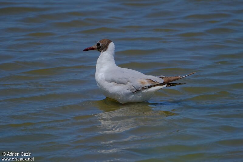 Mouette rieuseadulte nuptial, identification