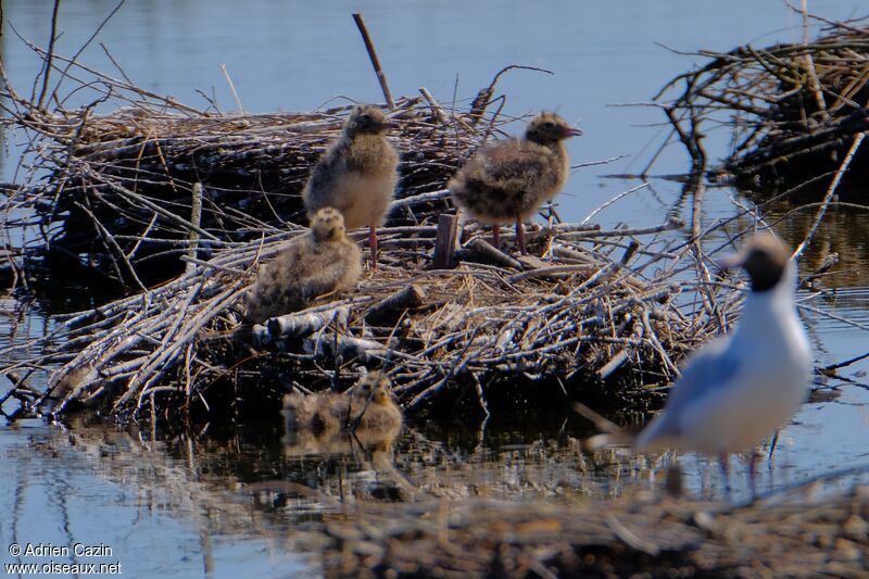 Black-headed GullPoussin