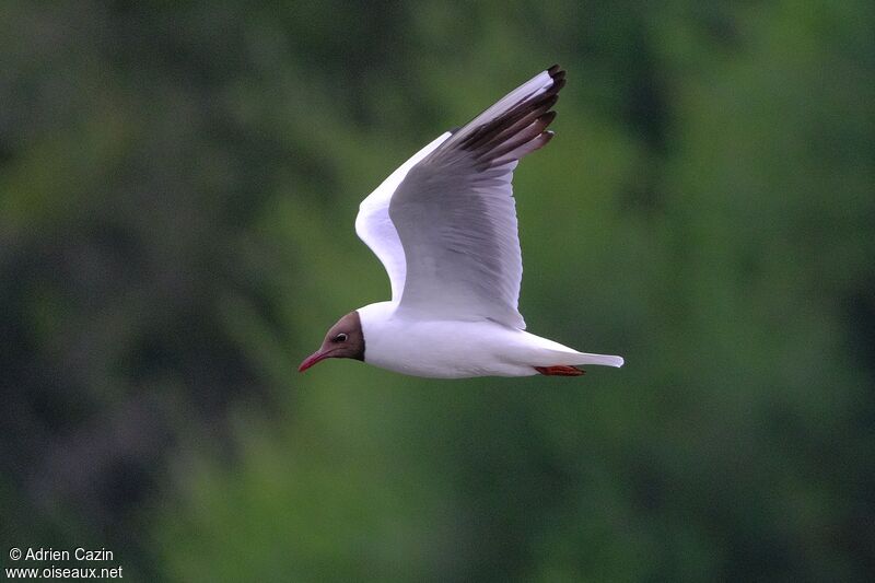 Mouette rieuseadulte nuptial, Vol