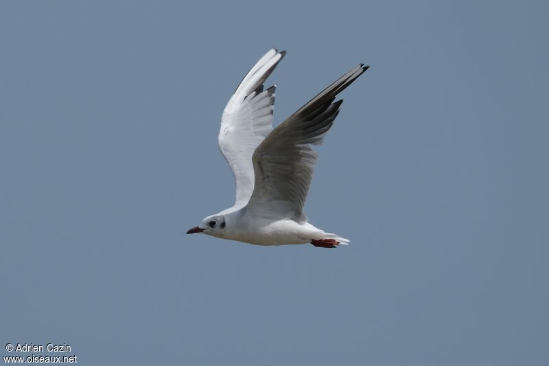 Black-headed Gulladult post breeding, Flight