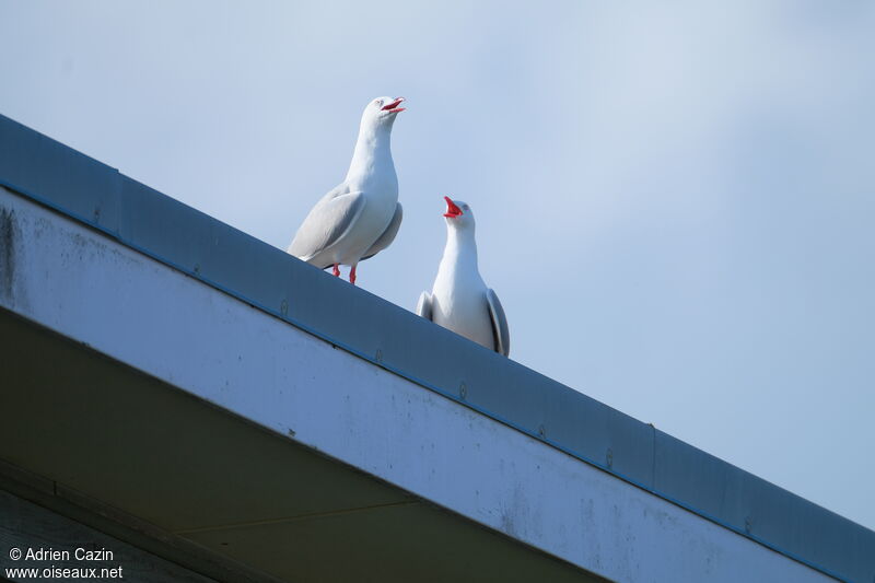 Silver Gull (scopulinus)