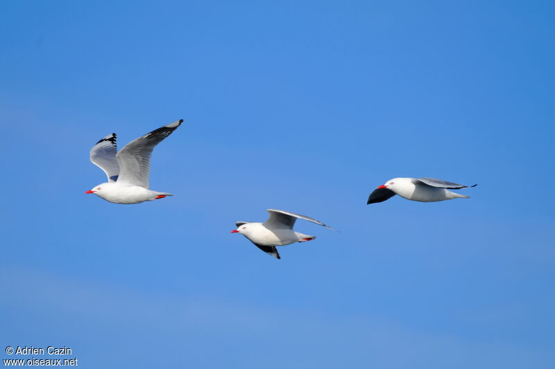 Mouette scopuline, Vol