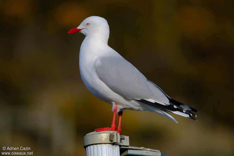 Silver Gull (scopulinus)adult, identification