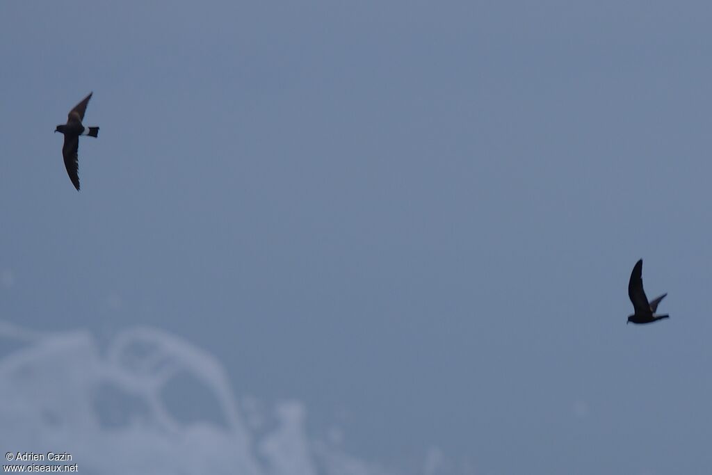Band-rumped Storm Petrel