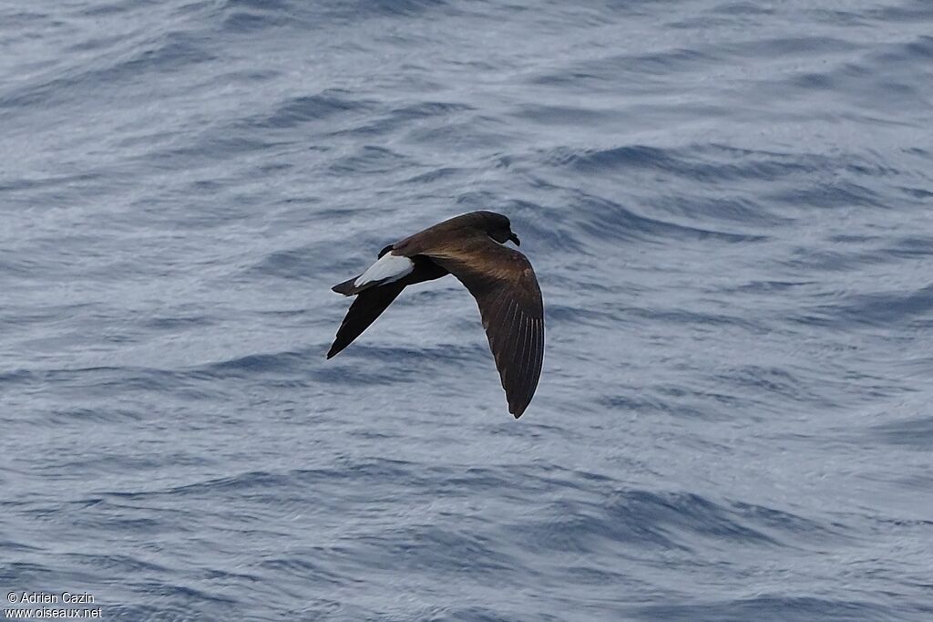Wedge-rumped Storm Petreladult