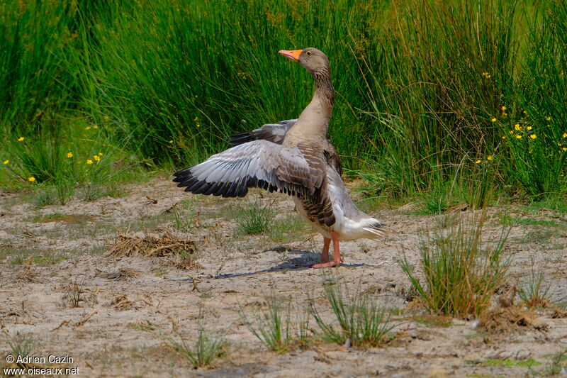 Oie cendréeadulte, identification, Comportement