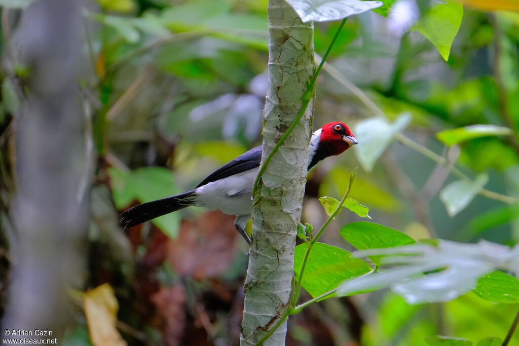 Red-capped Cardinaladult