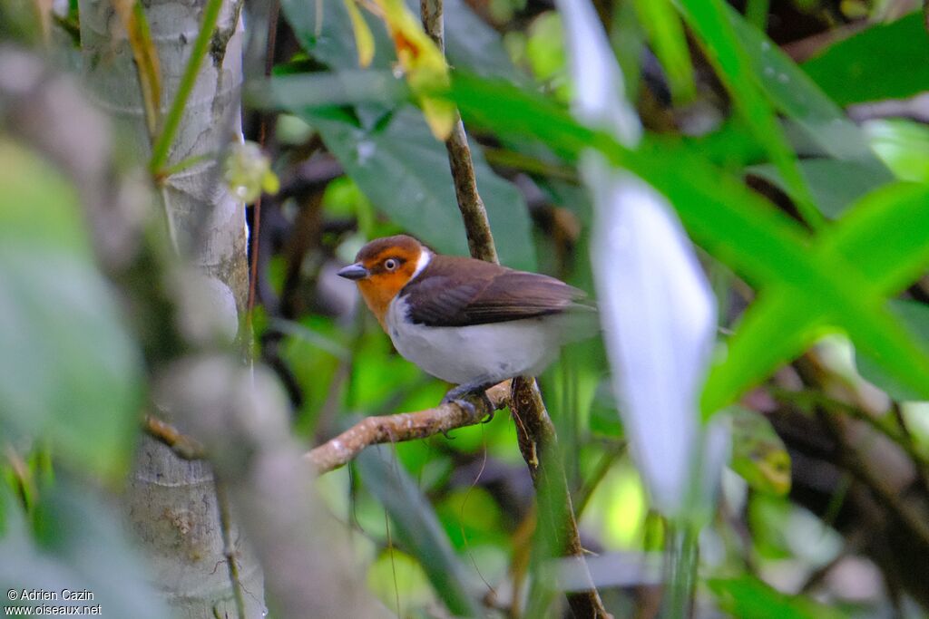 Red-capped Cardinaljuvenile
