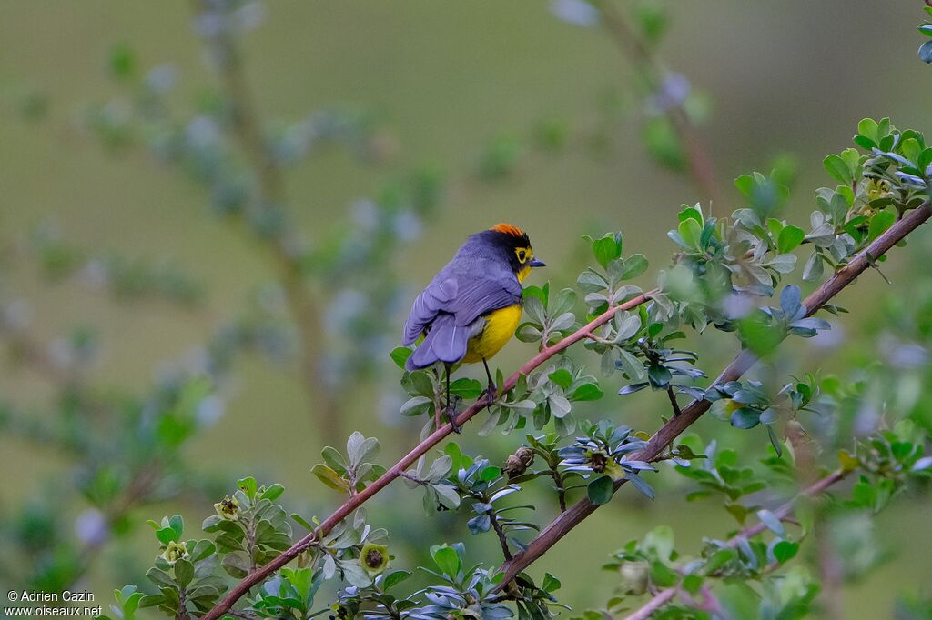Spectacled Whitestartadult