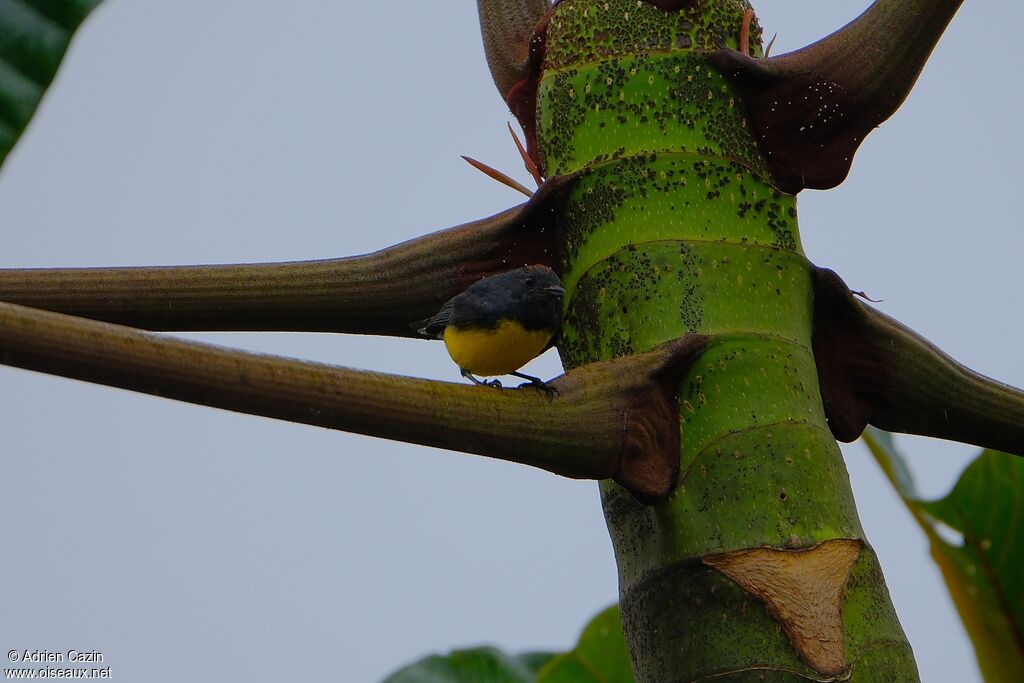 Slate-throated Whitestartadult
