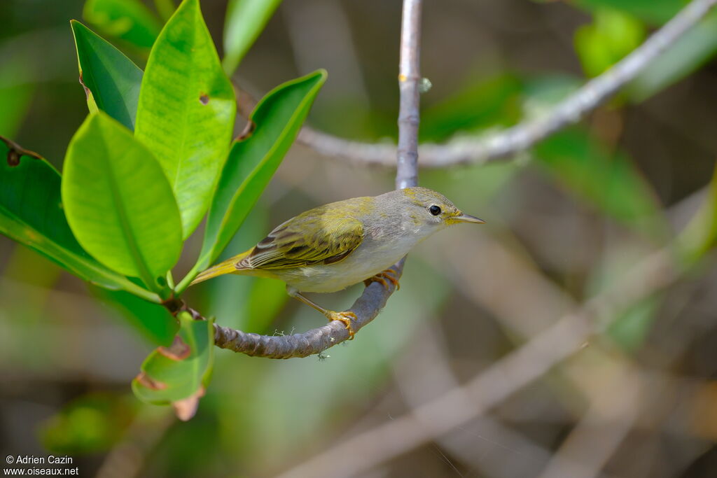 Mangrove Warblersubadult