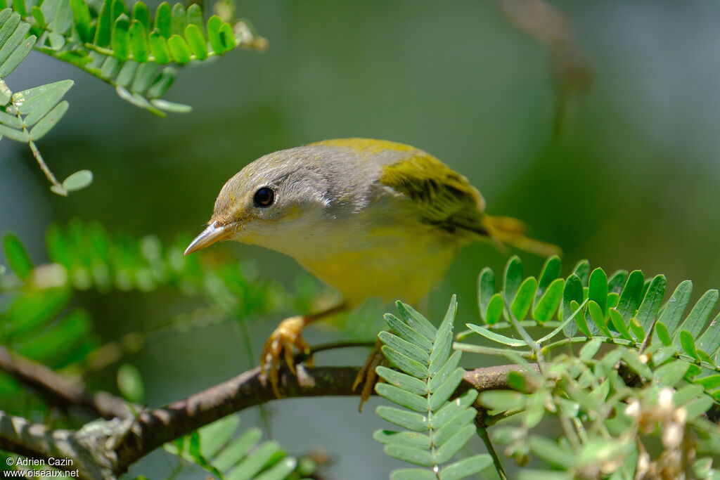 Mangrove Warbler female adult, close-up portrait