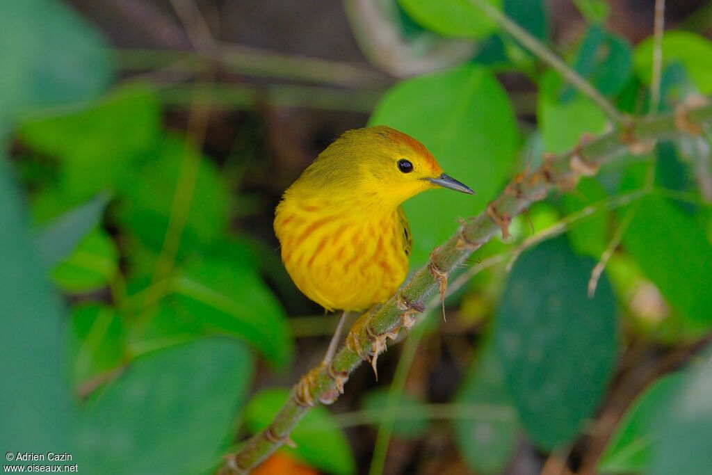 Mangrove Warbler male adult, close-up portrait