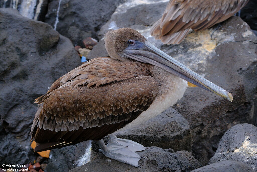 Brown Pelicanjuvenile, identification