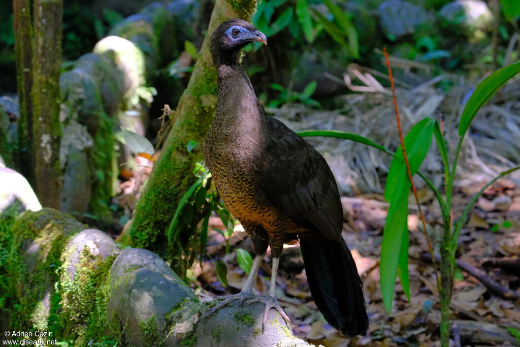 Sickle-winged Guanjuvenile, identification