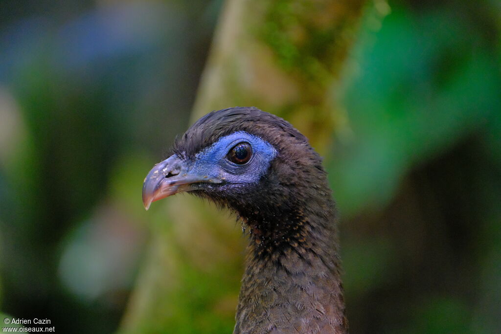 Sickle-winged Guanjuvenile, close-up portrait