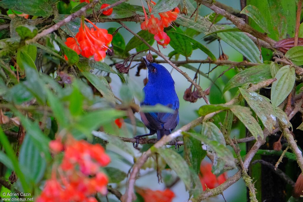 Indigo Flowerpierceradult