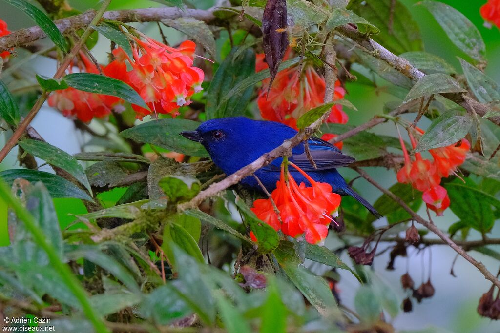 Indigo Flowerpierceradult, identification