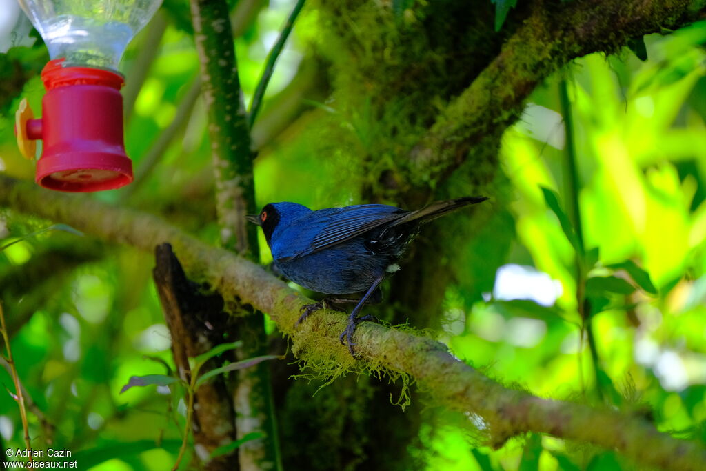 Masked Flowerpierceradult