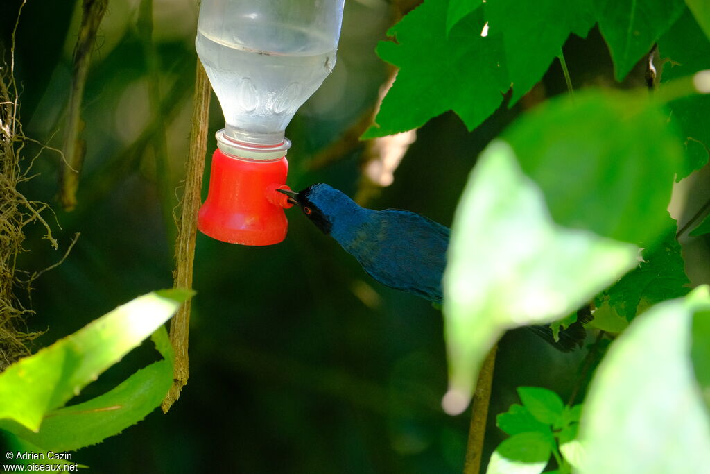 Masked Flowerpierceradult, eats