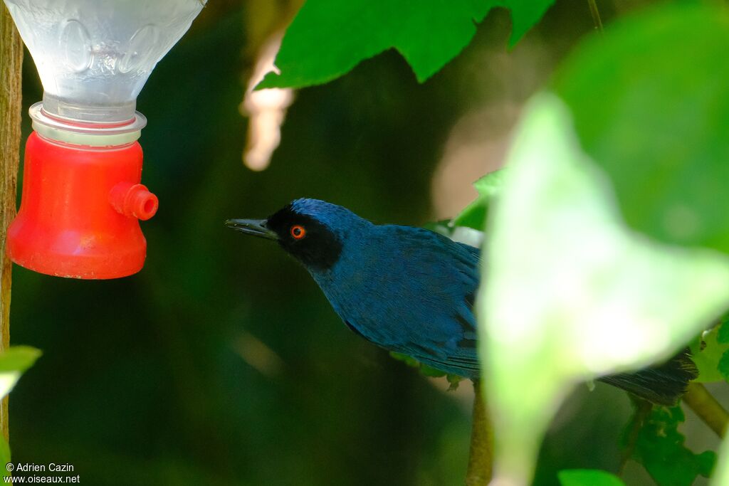 Masked Flowerpierceradult, close-up portrait