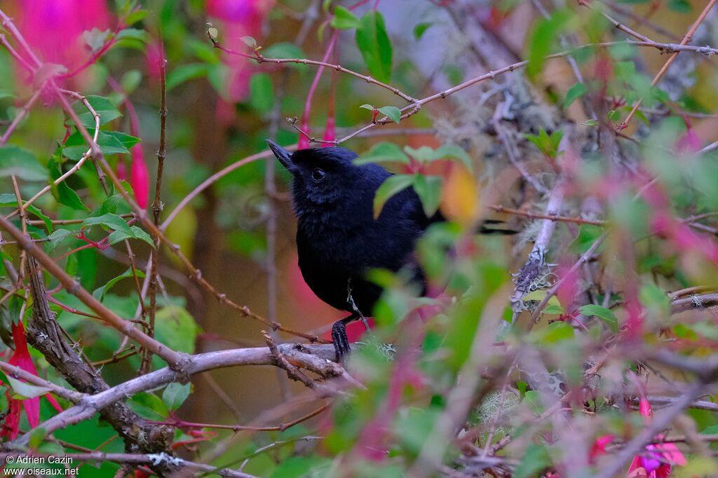 Black Flowerpierceradult