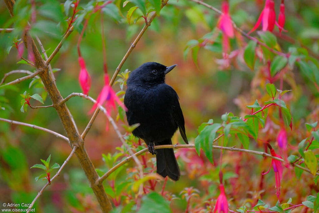 Black Flowerpierceradult