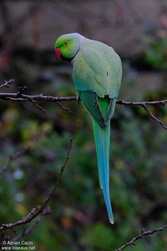 Perruche à collier mâle adulte, identification