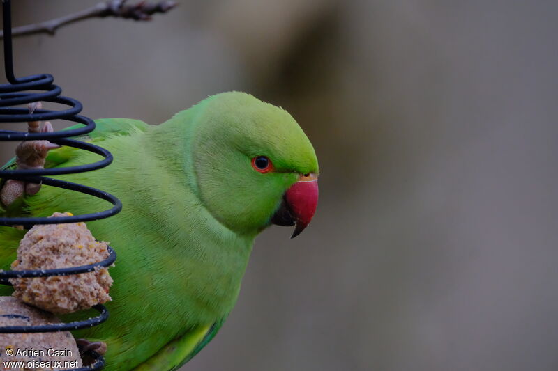 Rose-ringed Parakeet female adult, close-up portrait