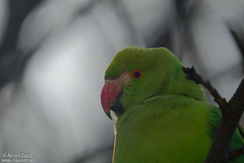 Rose-ringed Parakeet female, close-up portrait