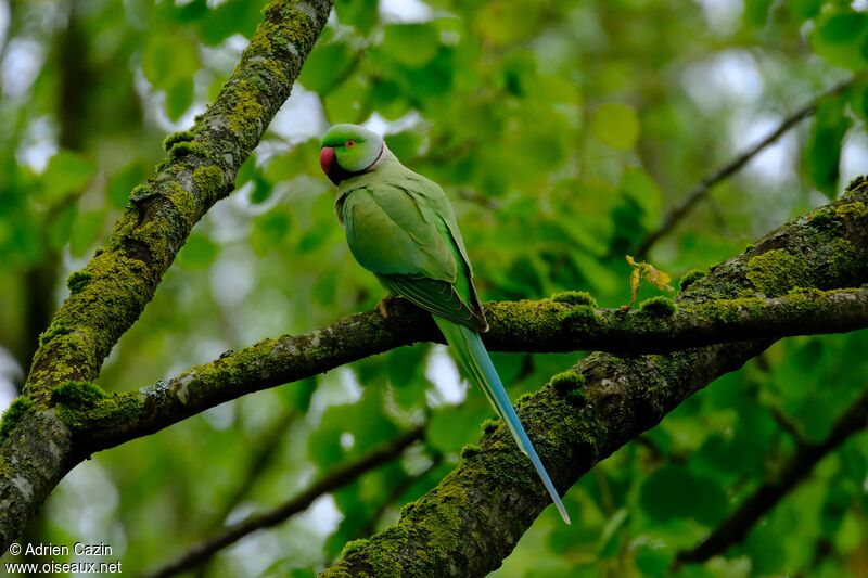 Perruche à collier mâle adulte, identification