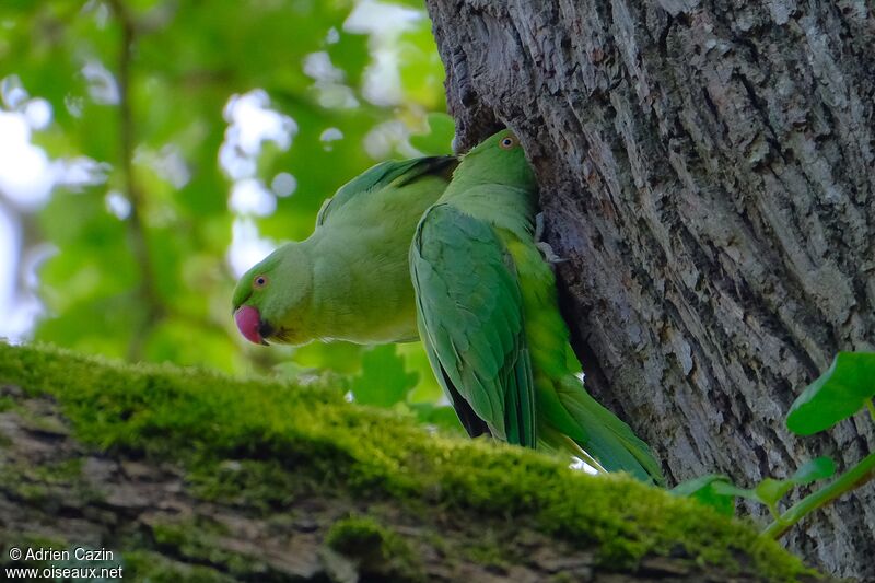 Rose-ringed Parakeet, Reproduction-nesting