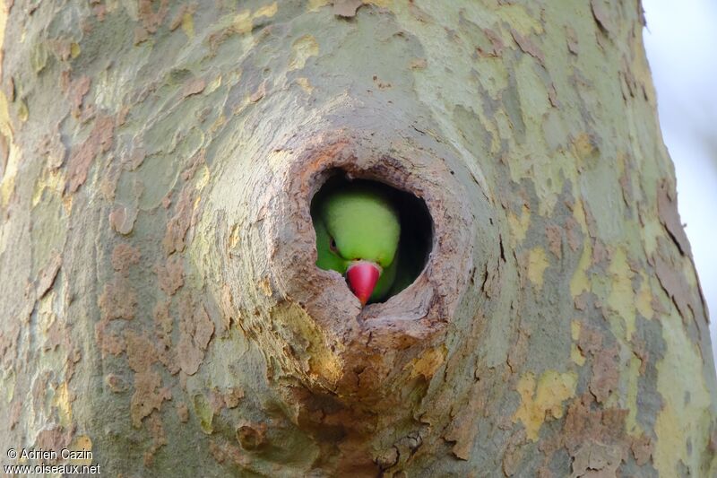 Rose-ringed Parakeetadult, Reproduction-nesting