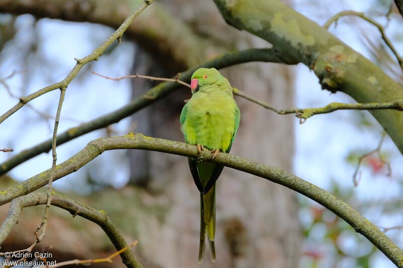 Rose-ringed Parakeet female adult