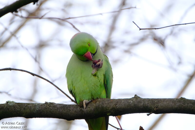 Rose-ringed Parakeet male adult, feeding habits, eats