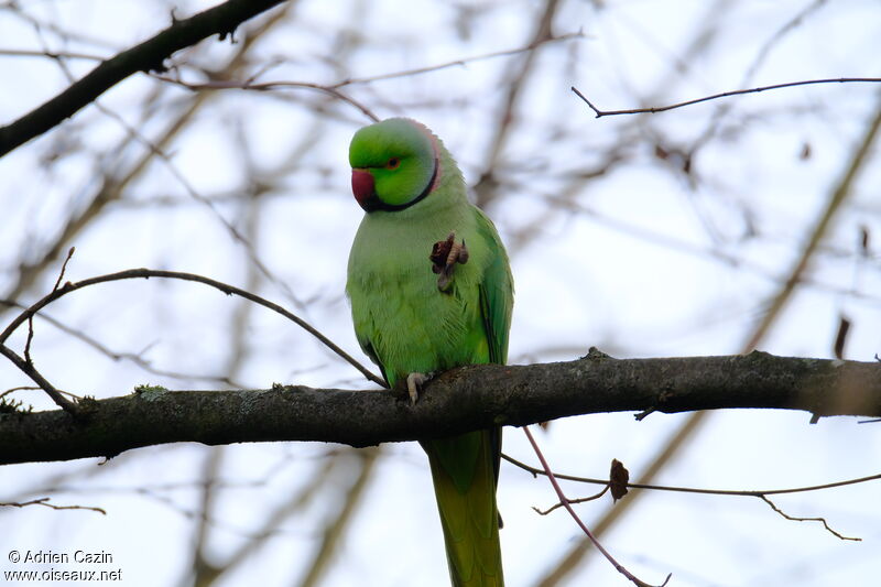 Rose-ringed Parakeet male adult, feeding habits, eats