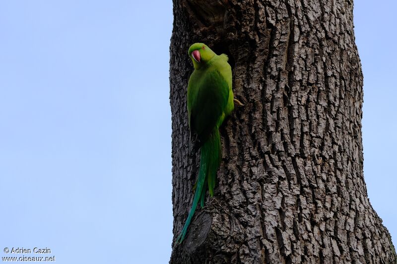 Rose-ringed Parakeet female adult, Reproduction-nesting