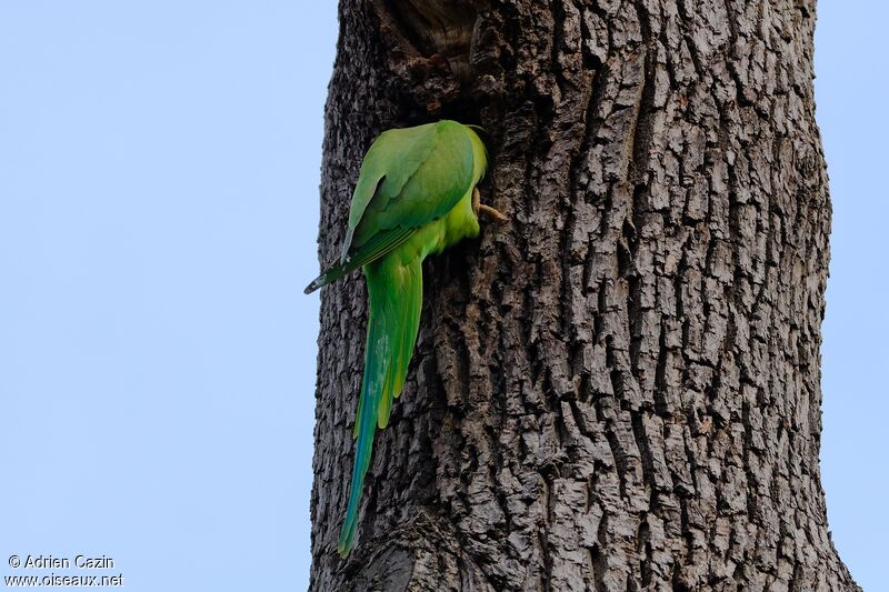 Rose-ringed Parakeet female adult, Reproduction-nesting