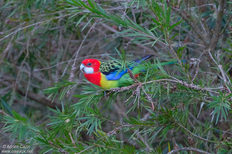 Eastern Rosellaadult, eats