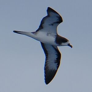 Pétrel des Galapagos