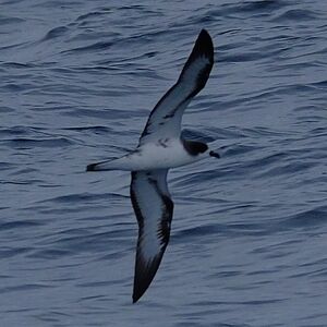 Pétrel des Galapagos