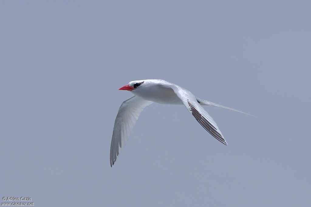 Red-billed Tropicbirdadult, Flight