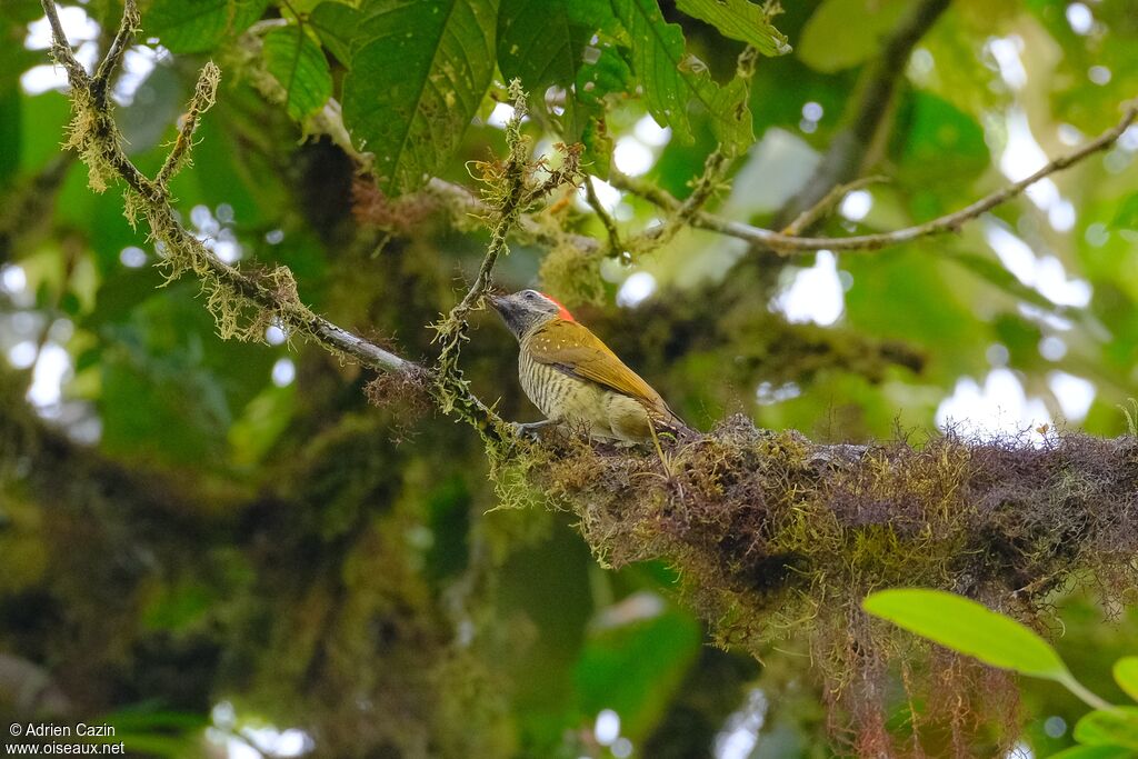 Yellow-vented Woodpeckeradult